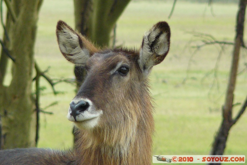 Lake Nakuru National Park - Waterbuck
Mots-clés: animals African wild life Waterbuck