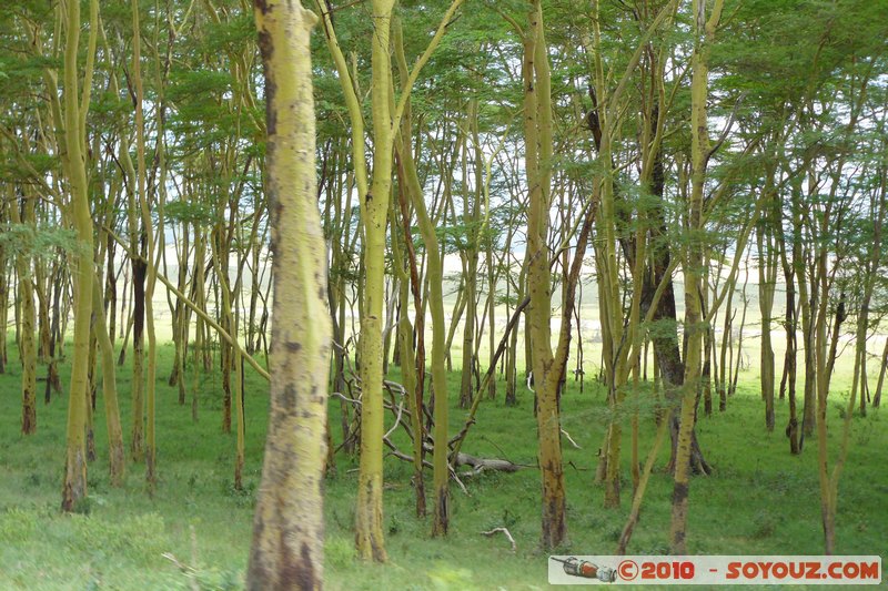 Lake Nakuru National Park
Mots-clés: Arbres