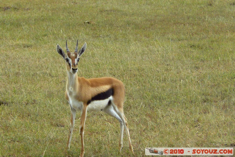 Lake Nakuru National Park - Thomson's Gazelle
Mots-clés: animals African wild life Thomson's Gazelle Gazelle