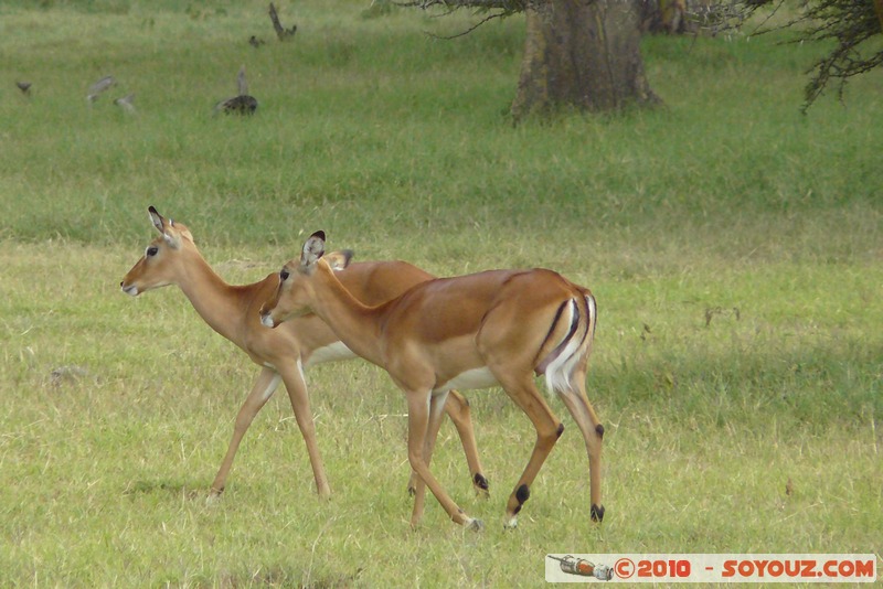 Lake Nakuru National Park - Thomson's Gazelle
Mots-clés: animals African wild life Thomson's Gazelle Gazelle