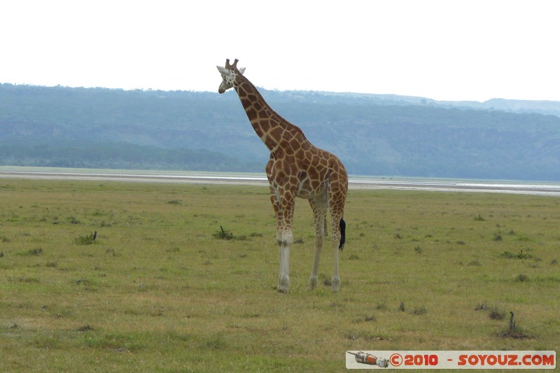 Lake Nakuru National Park - Rothschild's giraffe
Mots-clés: animals African wild life Giraffe