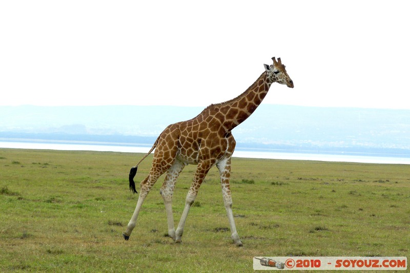 Lake Nakuru National Park - Rothschild's giraffe
Mots-clés: animals African wild life Giraffe