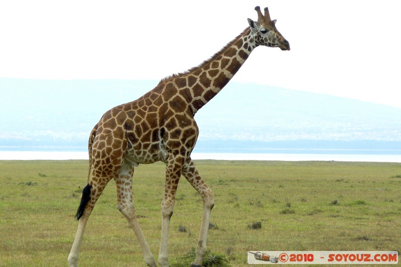 Lake Nakuru National Park - Rothschild's giraffe
Mots-clés: animals African wild life Giraffe