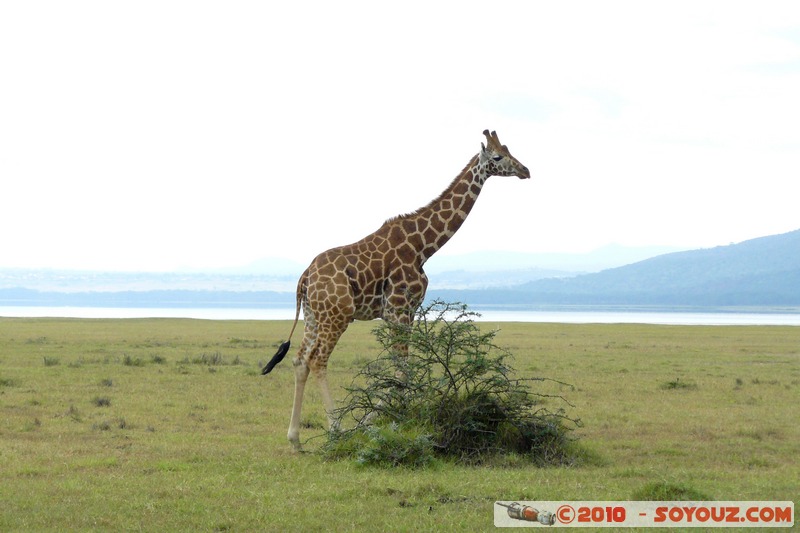 Lake Nakuru National Park - Rothschild's giraffe
Mots-clés: animals African wild life Giraffe