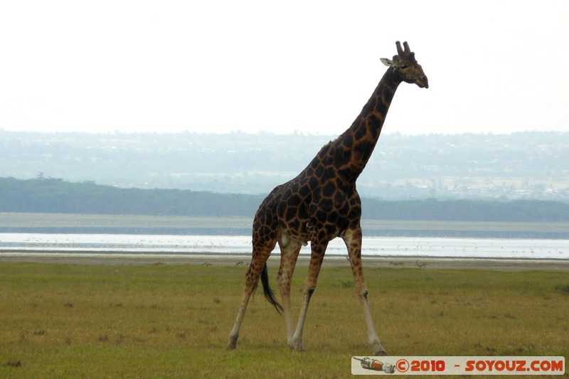 Lake Nakuru National Park - Rothschild's giraffe
Mots-clés: animals African wild life Giraffe