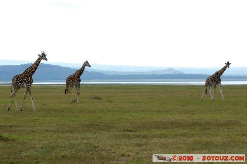 Lake Nakuru National Park - Rothschild's giraffe
Mots-clés: animals African wild life Giraffe