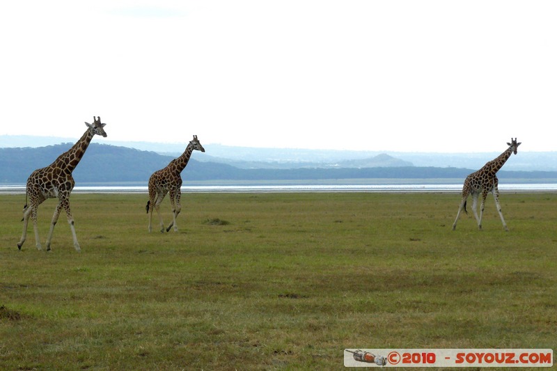 Lake Nakuru National Park - Rothschild's giraffe
Mots-clés: animals African wild life Giraffe