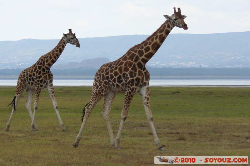 Lake Nakuru National Park - Rothschild's giraffe
Mots-clés: animals African wild life Giraffe