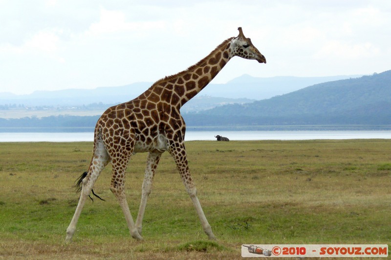 Lake Nakuru National Park - Rothschild's giraffe
Mots-clés: animals African wild life Giraffe