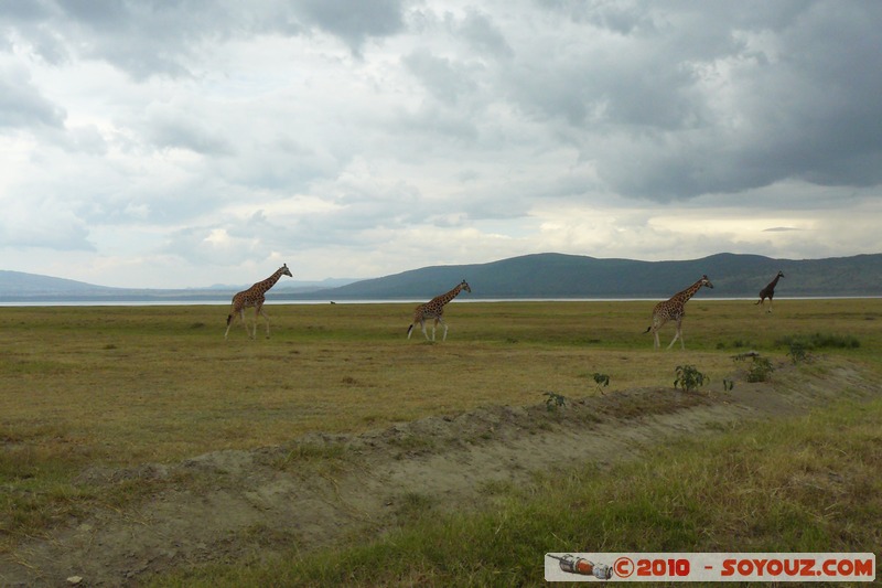 Lake Nakuru National Park - Rothschild's giraffe
Mots-clés: animals African wild life Giraffe