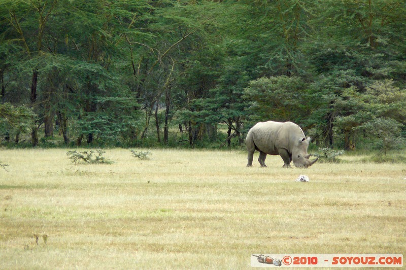 Lake Nakuru National Park - Rhinoceros
Mots-clés: animals African wild life Rhinoceros