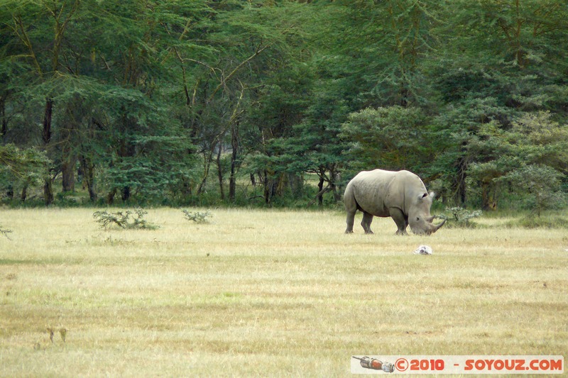 Lake Nakuru National Park - Rhinoceros
Mots-clés: animals African wild life Rhinoceros