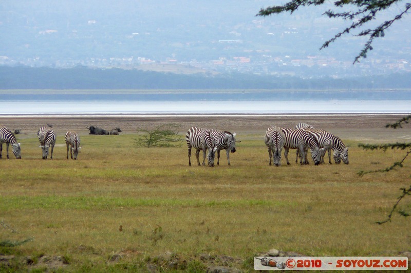 Lake Nakuru National Park - Zebras
Mots-clés: animals African wild life zebre