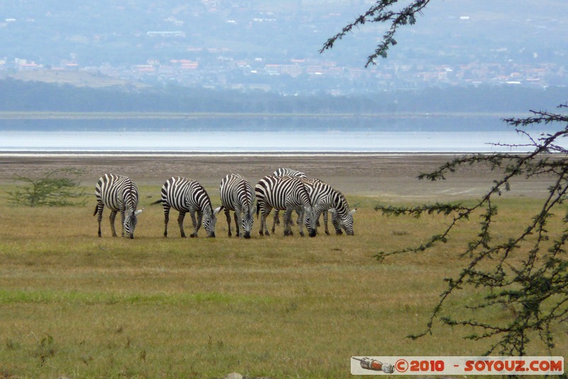 Lake Nakuru National Park - Zebras
Mots-clés: animals African wild life zebre