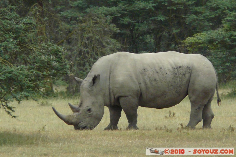 Lake Nakuru National Park - Rhinoceros
Mots-clés: animals African wild life Rhinoceros