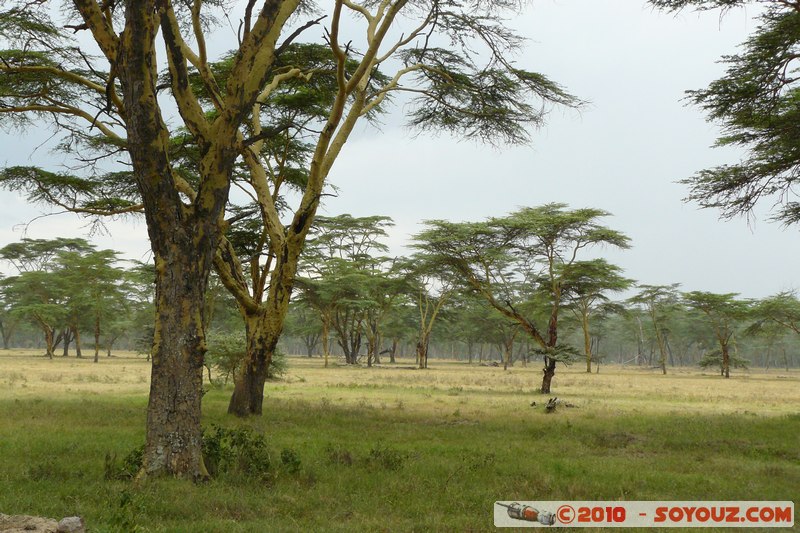 Lake Nakuru National Park
Mots-clés: Arbres