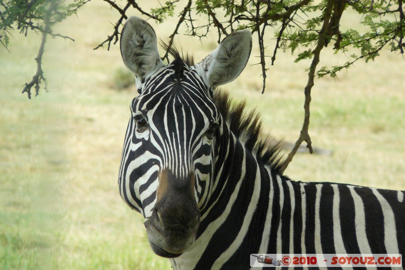 Lake Nakuru National Park - Zebras
Mots-clés: animals African wild life zebre