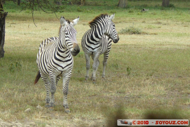 Lake Nakuru National Park - Zebras
Mots-clés: animals African wild life zebre