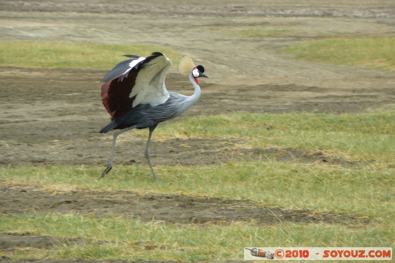 Lake Nakuru National Park - Grey Crowned Crane
Mots-clés: animals African wild life oiseau Grey Crowned Crane Grue royale