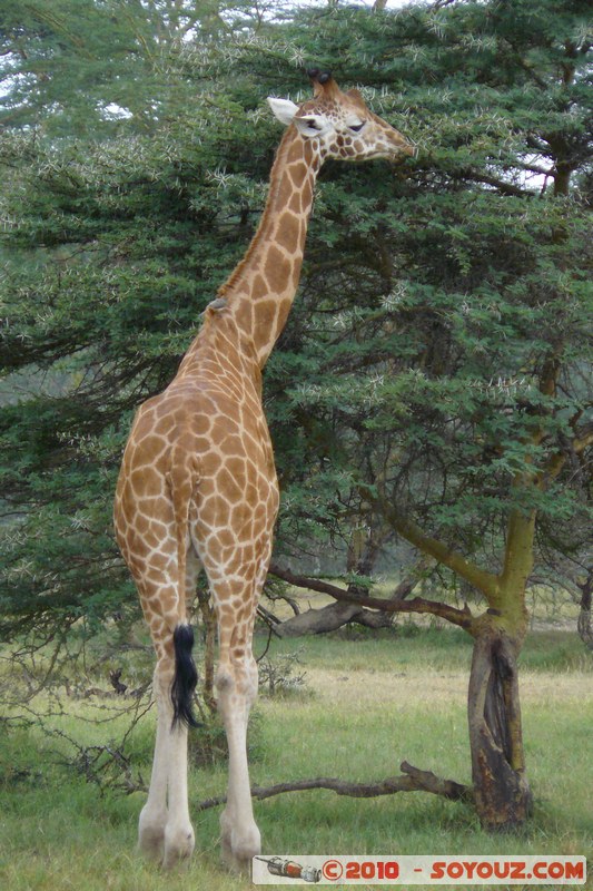 Lake Nakuru National Park - Rothschild's giraffe
Mots-clés: animals African wild life Giraffe