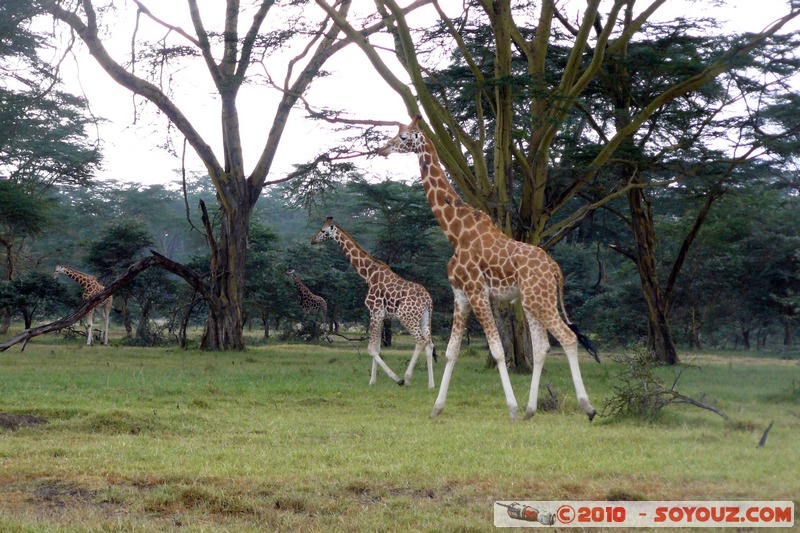 Lake Nakuru National Park - Rothschild's giraffe
Mots-clés: animals African wild life Giraffe