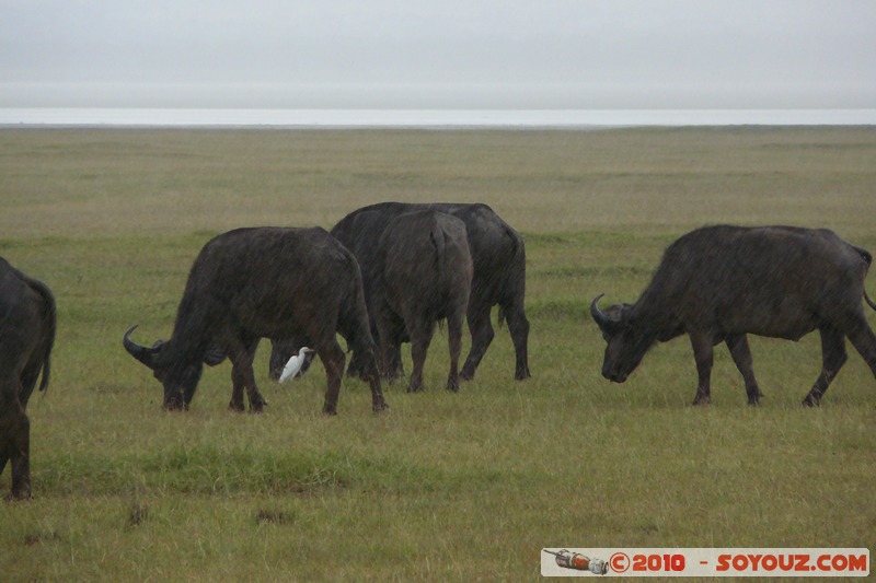 Lake Nakuru National Park - Buffalo
Mots-clés: animals African wild life Buffle