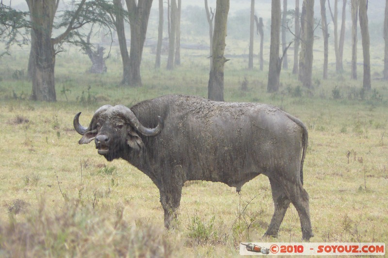 Lake Nakuru National Park - Buffalo
Mots-clés: animals African wild life Buffle