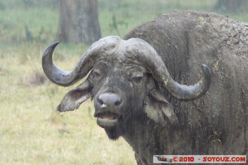 Lake Nakuru National Park - Buffalo
Mots-clés: animals African wild life Buffle