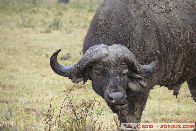 Lake Nakuru National Park - Buffalo
Mots-clés: animals African wild life Buffle