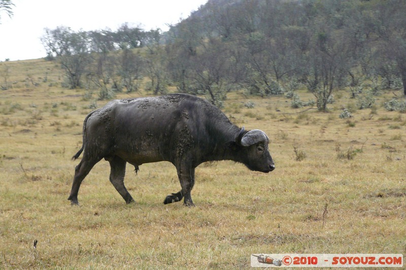 Lake Nakuru National Park - Buffalo
Mots-clés: animals African wild life Buffle