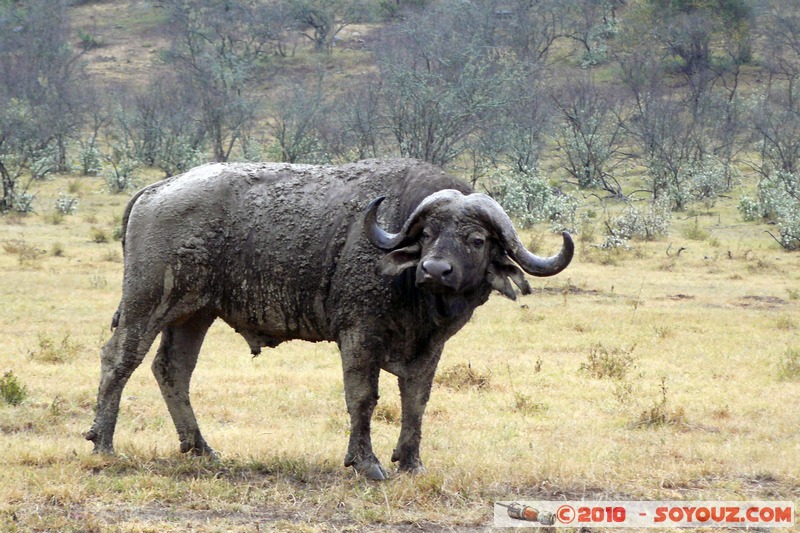 Lake Nakuru National Park - Buffalo
Mots-clés: animals African wild life Buffle