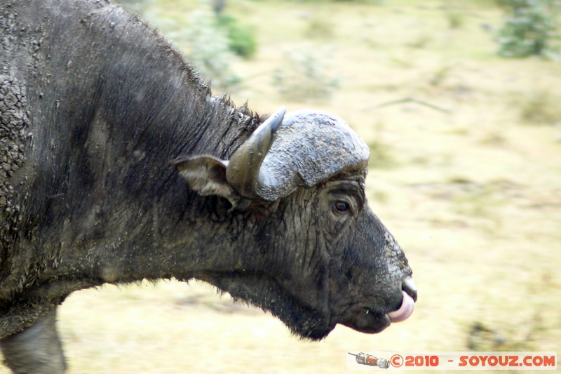 Lake Nakuru National Park - Buffalo
Mots-clés: animals African wild life Buffle