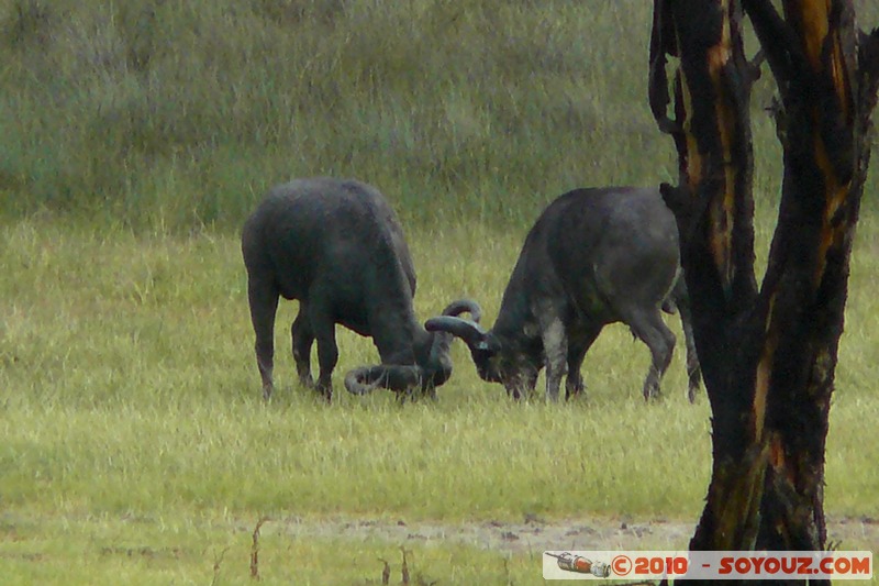 Lake Nakuru National Park - Buffalos fighting
Mots-clés: animals African wild life Buffle