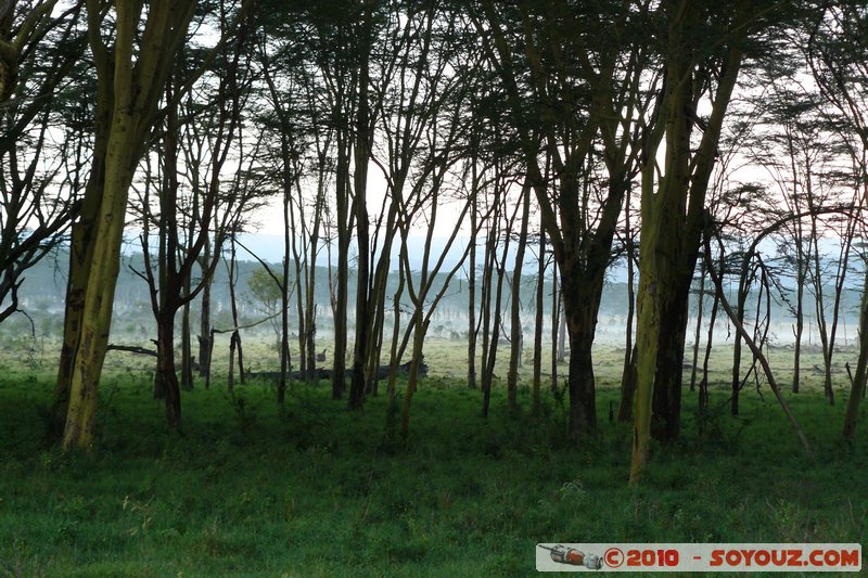 Lake Nakuru National Park
Mots-clés: Arbres