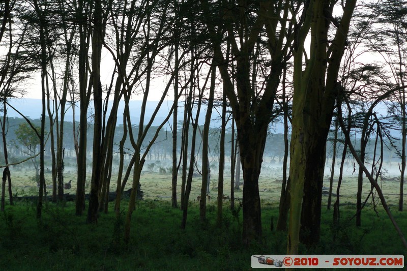 Lake Nakuru National Park
Mots-clés: Arbres