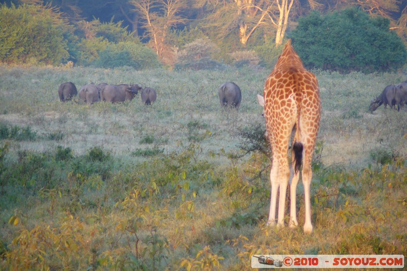 Lake Nakuru National Park - Rothschild's giraffe
Mots-clés: animals African wild life Giraffe sunset