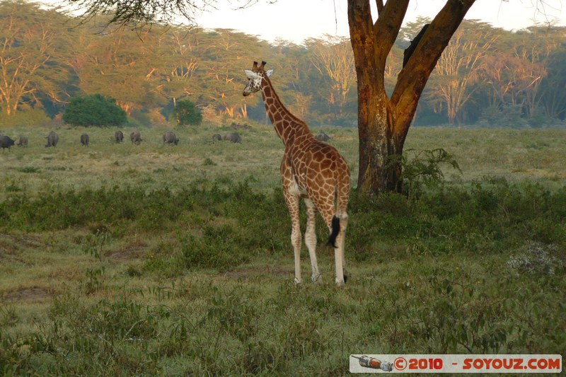 Lake Nakuru National Park - Rothschild's giraffe
Mots-clés: animals African wild life Giraffe sunset