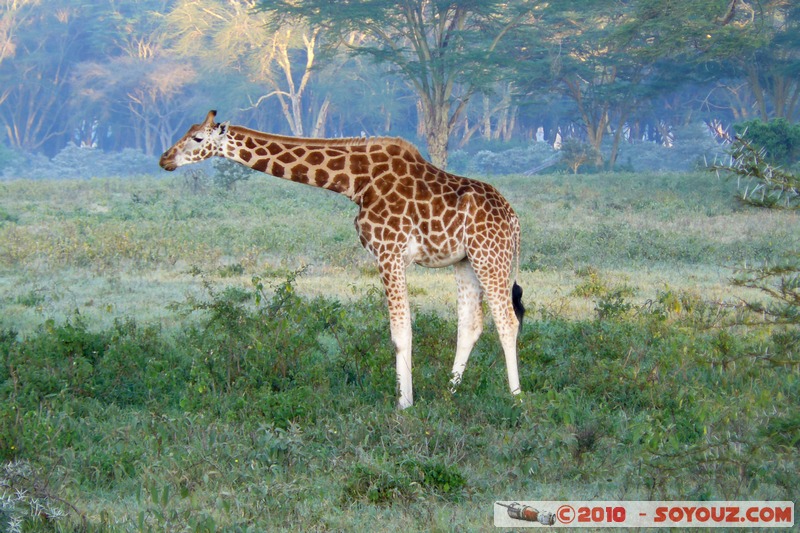 Lake Nakuru National Park - Rothschild's giraffe
Mots-clés: animals African wild life Giraffe