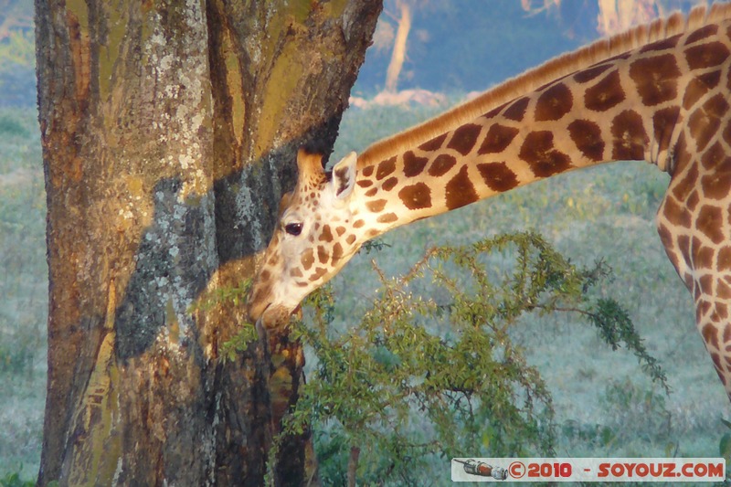 Lake Nakuru National Park - Rothschild's giraffe
Mots-clés: animals African wild life Giraffe sunset