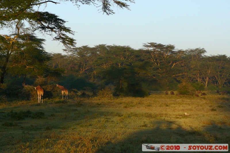 Lake Nakuru National Park
Mots-clés: sunset