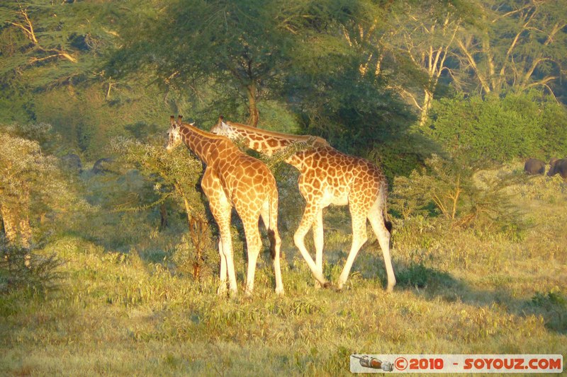 Lake Nakuru National Park - Rothschild's giraffe
Mots-clés: animals African wild life Giraffe sunset