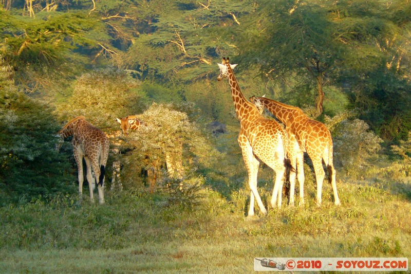 Lake Nakuru National Park - Rothschild's giraffe
Mots-clés: animals African wild life Giraffe sunset