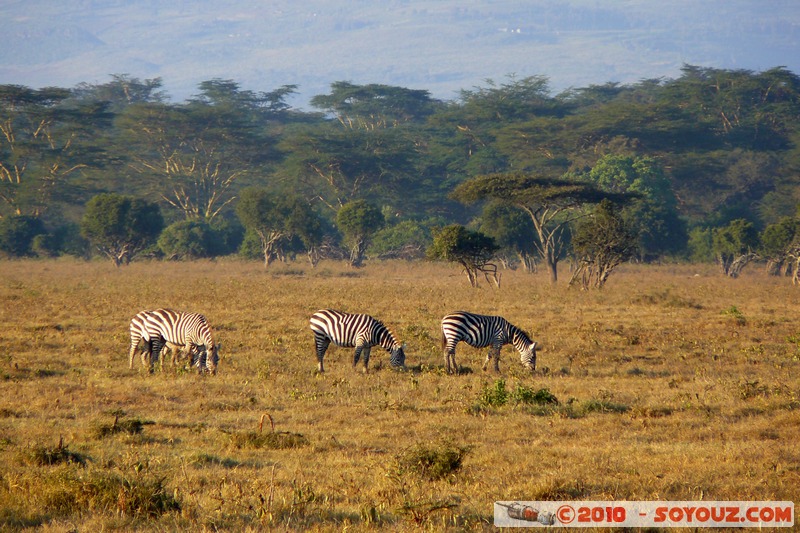 Lake Nakuru National Park - Zebra
Mots-clés: animals African wild life zebre