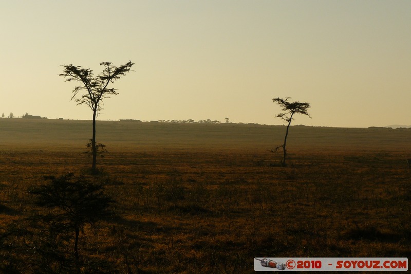 Lake Nakuru National Park
Mots-clés: sunset Arbres