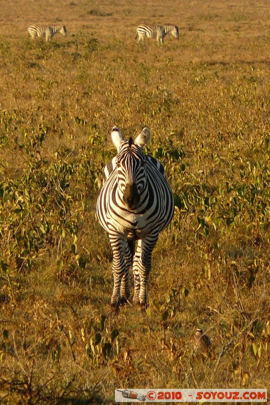 Lake Nakuru National Park - Zebra
Mots-clés: animals African wild life zebre sunset