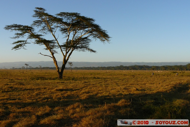 Lake Nakuru National Park
Mots-clés: sunset Arbres