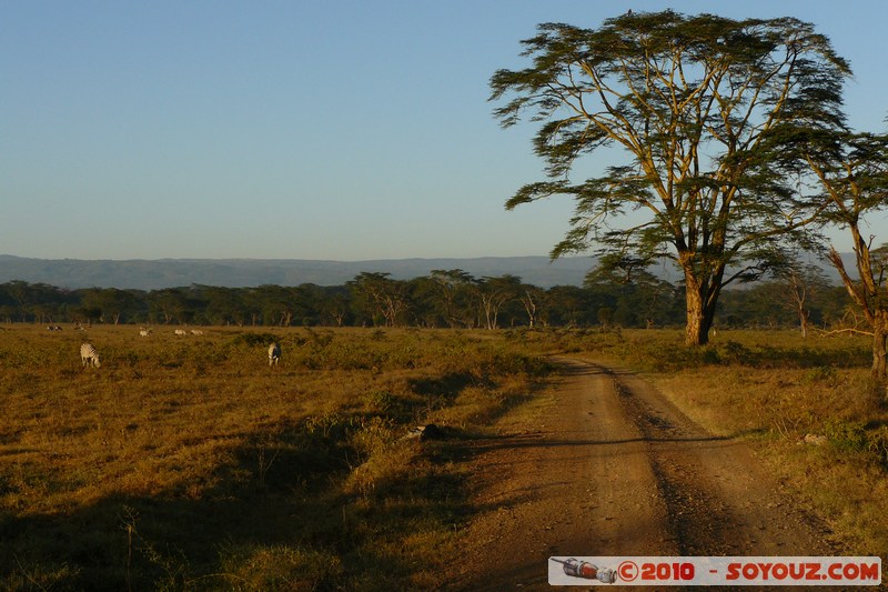 Lake Nakuru National Park
Mots-clés: sunset Arbres