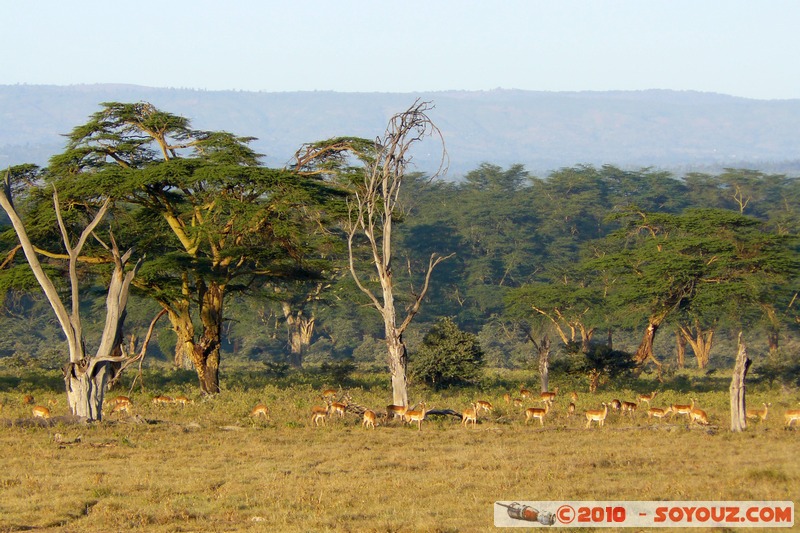 Lake Nakuru National Park
Mots-clés: animals African wild life Arbres