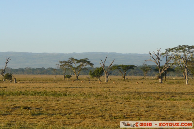 Lake Nakuru National Park
Mots-clés: Arbres