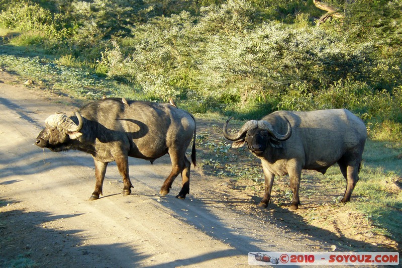 Lake Nakuru National Park - Buffalo
Mots-clés: animals African wild life Buffle